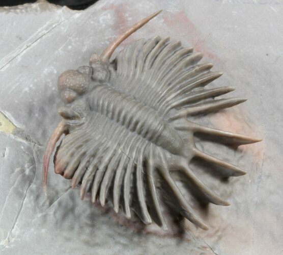 Unidentified Lichid Trilobite From Jorf - Belenopyge Like #56813